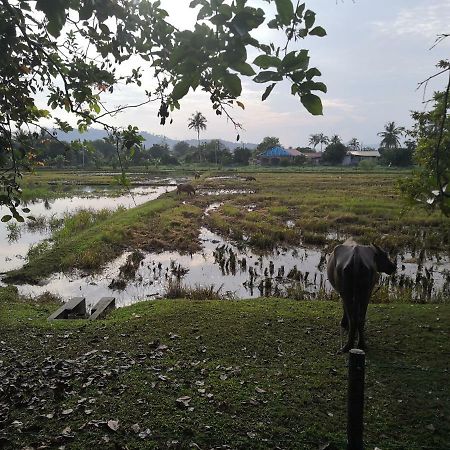 פנתאי צנאנג Homestay Barakah Cenang Langkawi מראה חיצוני תמונה