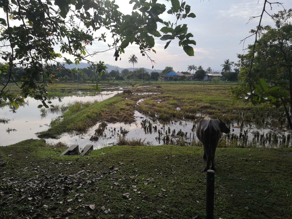 פנתאי צנאנג Homestay Barakah Cenang Langkawi מראה חיצוני תמונה
